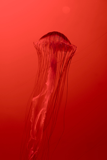 Japanese sea nettle jellyfish on red background - Fotografie, Obrázek