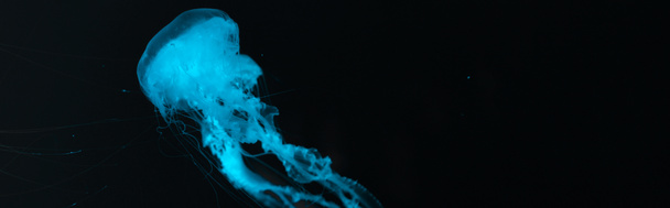黒い背景に青いネオンの光の中でクラゲのパノラマショット - 写真・画像