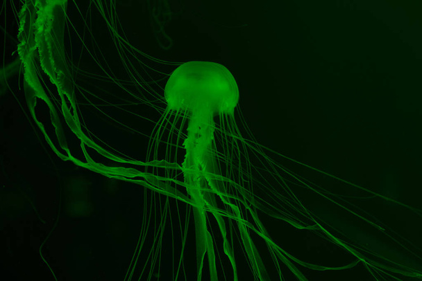 Medusas em luz de néon verde no fundo escuro
 - Foto, Imagem