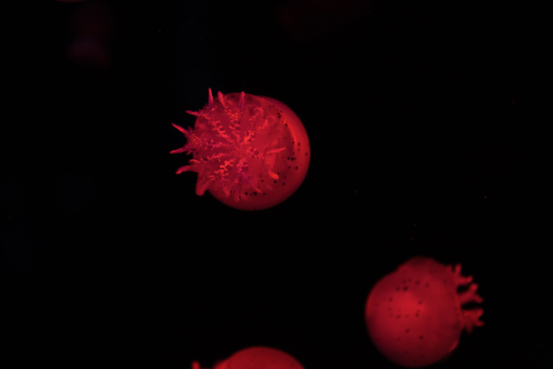 Skvrnité medúzy v červeném neonovém světle na černém pozadí - Fotografie, Obrázek