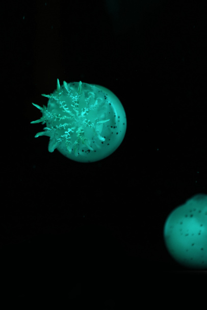 Spotted jellyfishes in green neon light on black background - Photo, Image