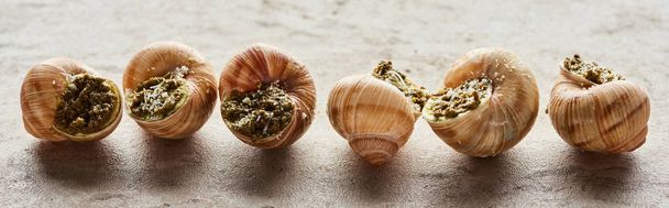 delicious gourmet escargots in row on stone background, panoramic shot - Photo, Image