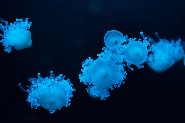 Cassiopea jellyfishes in blue neon light on dark background - Photo, Image