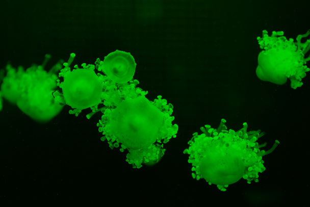 Cassiopea jellyfishes in green neon light on dark background - 写真・画像