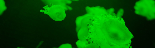 Panoramic shot of cassiopea jellyfishes with green neon light on dark background - Foto, afbeelding