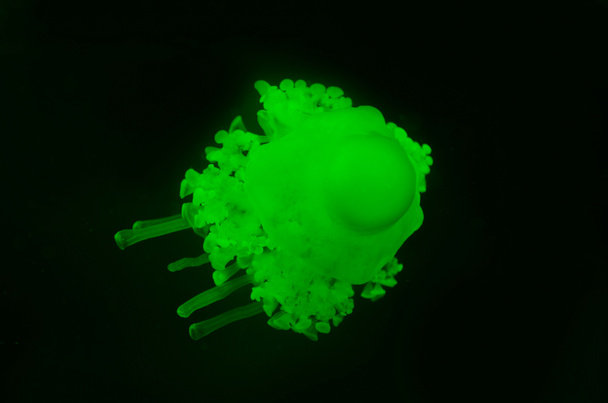 Cassiopea jellyfish with green neon light on black background - Foto, Imagem