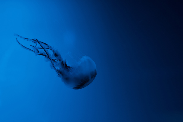 Jellyfish with tentacles on blue background - Photo, Image