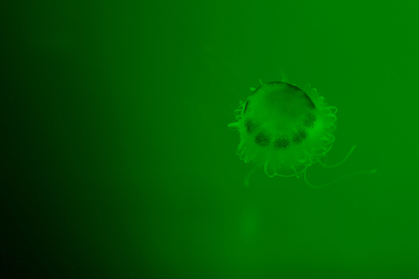Медузы с щупальцами на зеленом фоне
 - Фото, изображение