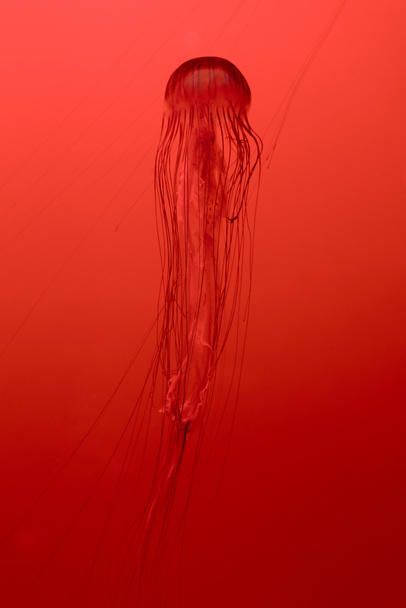 Japanese sea nettle jellyfish on red background - Foto, imagen