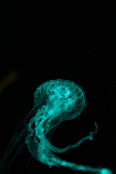 Медузи з щупальцями в зеленому неоновому світлі на чорному тлі
 - Фото, зображення