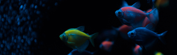 Panoramic shot of fishes with neon light on dark background - Photo, Image