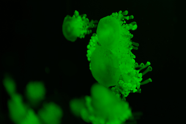 Селективный фокус медуз кассиопеи в зеленом неоновом свете на черном фоне
 - Фото, изображение