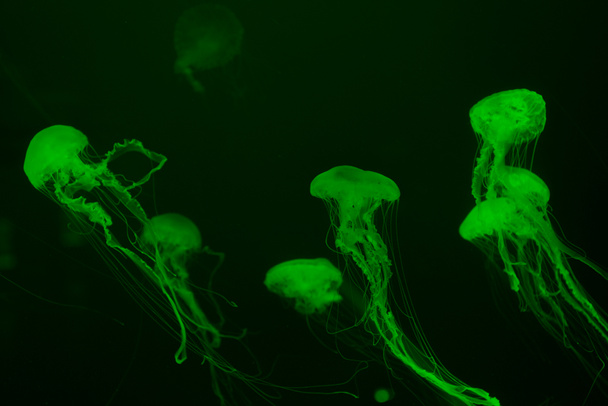 Koyu arkaplanda yeşil ışıklı dokunaçlı denizanaları. - Fotoğraf, Görsel