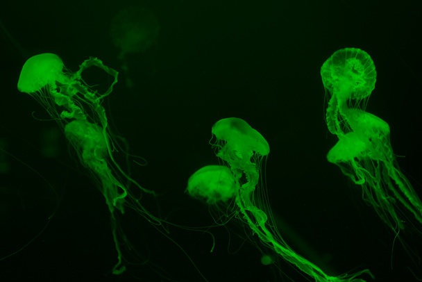 Jellyfishes with tentacles in green neon light on dark background - Photo, Image