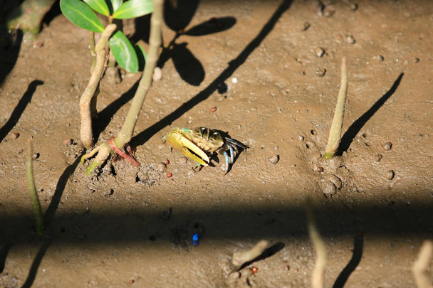 Piękny z Mangrove dzikiej przyrody, Blue Fiddler Crab w lesie namorzynowym na błotnistej ziemi - Zdjęcie, obraz