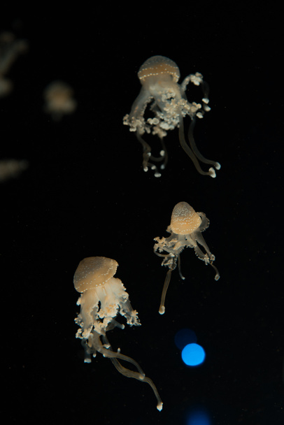Spotted jellyfishes with light on black background - Foto, imagen