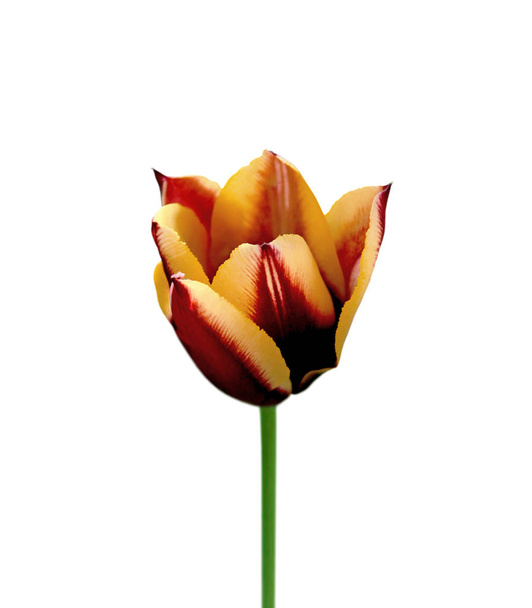 Linda tulipa variegada isolada em um fundo branco
 - Foto, Imagem