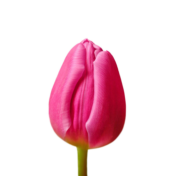 Linda tulipa rosa isolada em um fundo branco
 - Foto, Imagem