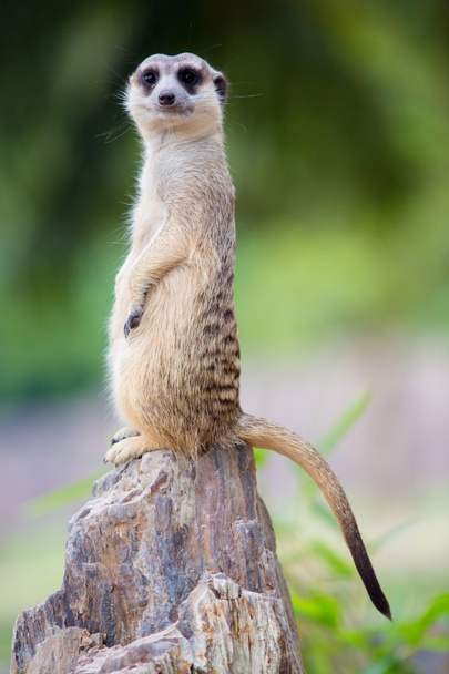 Meerkat standing on the stone - Photo, Image