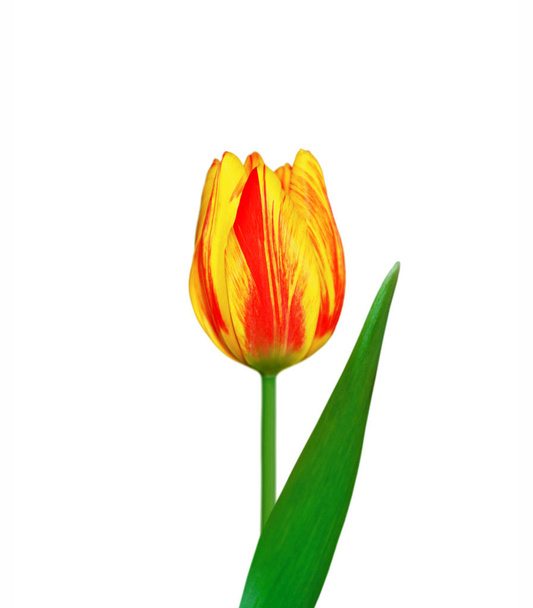 Piękne kolorowe tulipany odizolowane na białym tle - Zdjęcie, obraz