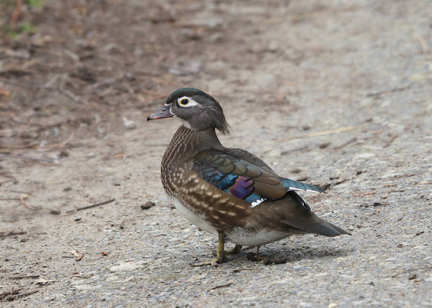 Wood Duck (female) (aix sponsa) - Photo, Image