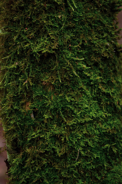 corteccia di un albero nella foresta
 - Foto, immagini