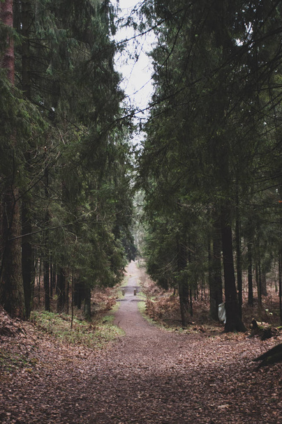 las w jesiennym parku - Zdjęcie, obraz