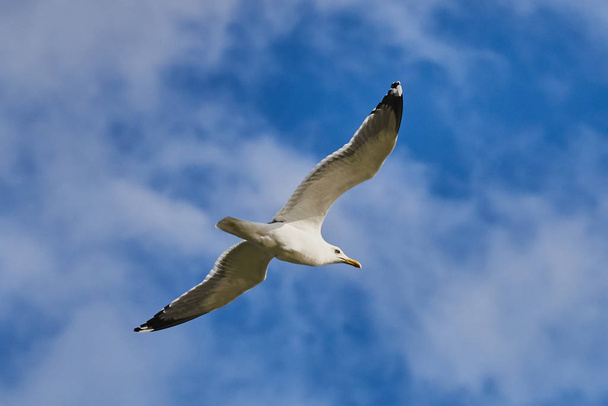 Seagull in blue sky. - 写真・画像