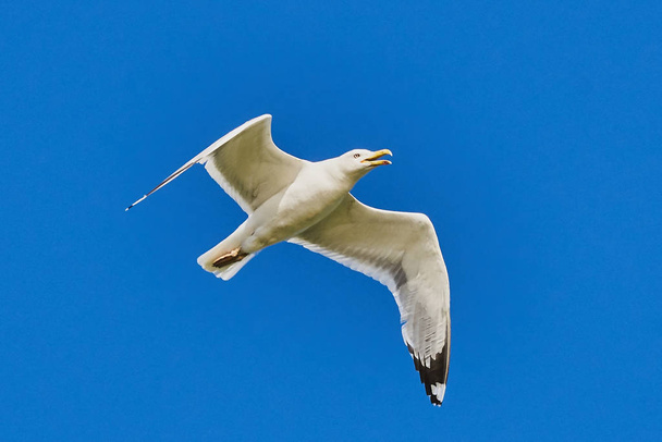 Seagull on the sky background - 写真・画像
