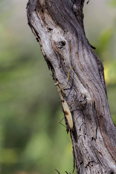 Mantis religiosa femenina (Mantis religiosa) sentada en un árbol cerca
 - Foto, imagen