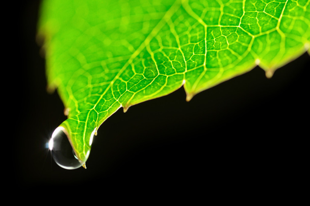 Dew drop on green leaf isolated on black - Zdjęcie, obraz