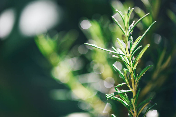 Organic rosemary plant growing in the garden for extracts essent - Photo, Image