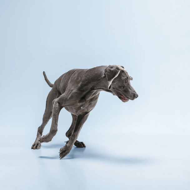 Studio shot of weimaraner dog isolated on blue studio background - Фото, изображение