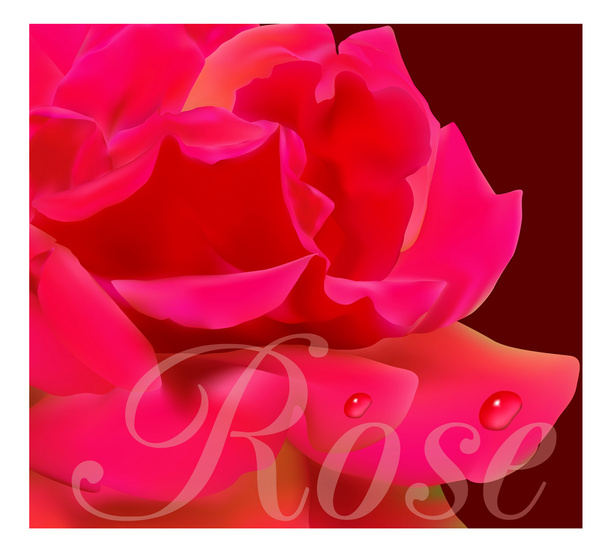 krásné červené růže - Vektor, obrázek