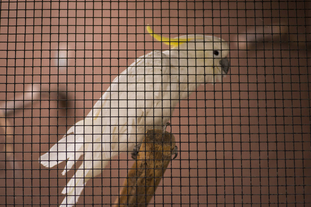 cockatoo or white parrot behind the fence inside the cage - Photo, Image