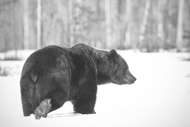 Brown Bear - Photo, Image