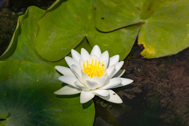 Blooming lotuses in the river. Large white flowers with large leaves growing in a pond. - Фото, изображение