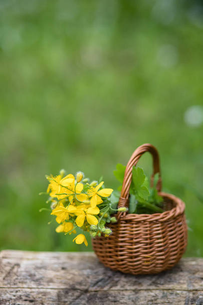 Chelidonium majus, greater celandine, nipplewort, swallowwort or tetterwort yellow flowers in a wicker basket from the vine. Collection of medicinal plants during flowering in summer and spring. Medic - 写真・画像