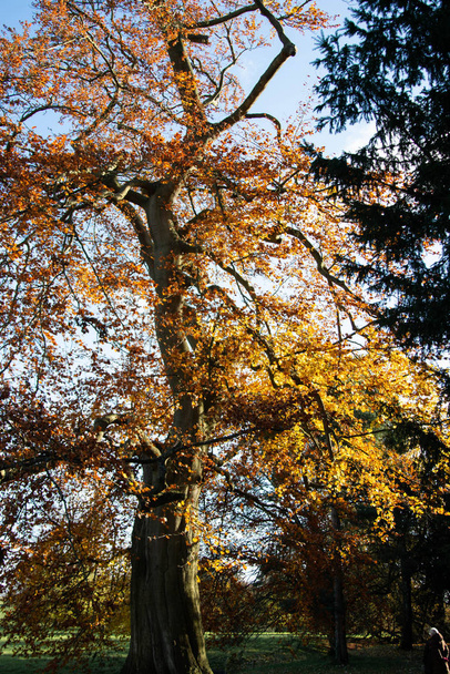 Autumn orange yellow tree in park - Zdjęcie, obraz
