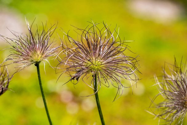 Close-up of pulsatilla spring flowers on the green background - Photo, Image