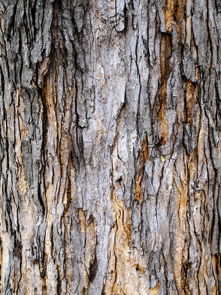 bark of an old tree - Fotó, kép