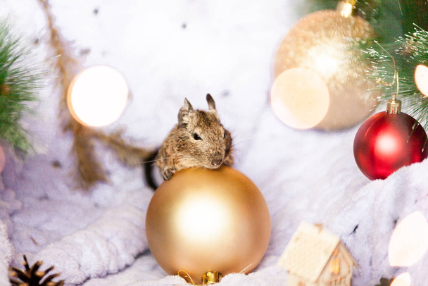 Szimbóluma 2020, a patkány egér ül mellett egy karácsonyfa ág között karácsonyi dekorációk - Fotó, kép