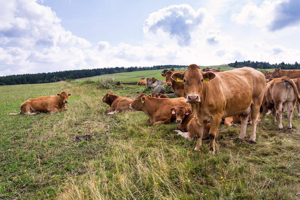 Herd of cows looking at camera and pasture on beautiful green mountain meadow, summer day copy space, sustainable ecological organic farming concept - Photo, Image