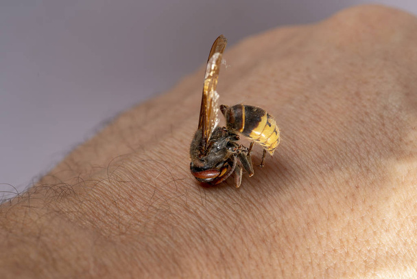 hornet bites a mans hand. hornet bites a mans hand on a white background - Фото, зображення