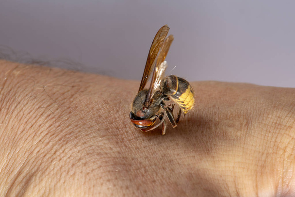 hornet bites a mans hand. hornet bites a mans hand on a white background - Φωτογραφία, εικόνα