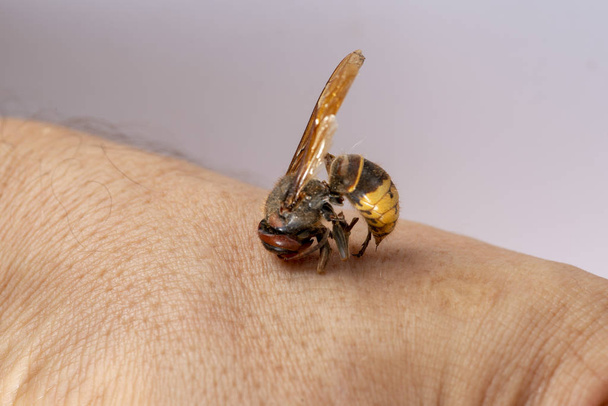 hornet bites a mans hand. hornet bites a mans hand on a white background - Fotoğraf, Görsel