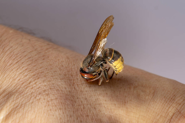 hornet bites a mans hand. hornet bites a mans hand on a white background - Foto, immagini