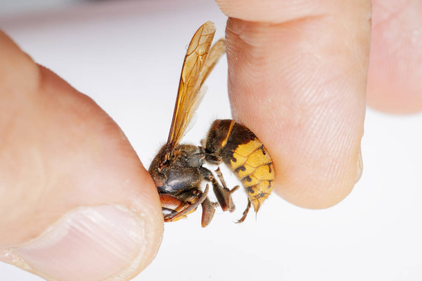 hornet bites a mans hand. hornet bites a mans hand on a white background - Photo, image