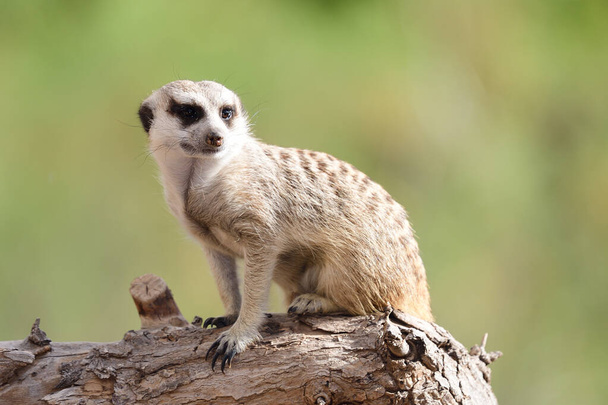 meerkat (suricata suricatta) - Zdjęcie, obraz