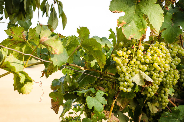 groene druiven in wijngaard - Foto, afbeelding